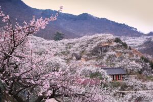 クレカで海外旅行保険が自動付帯されるメリットとは？