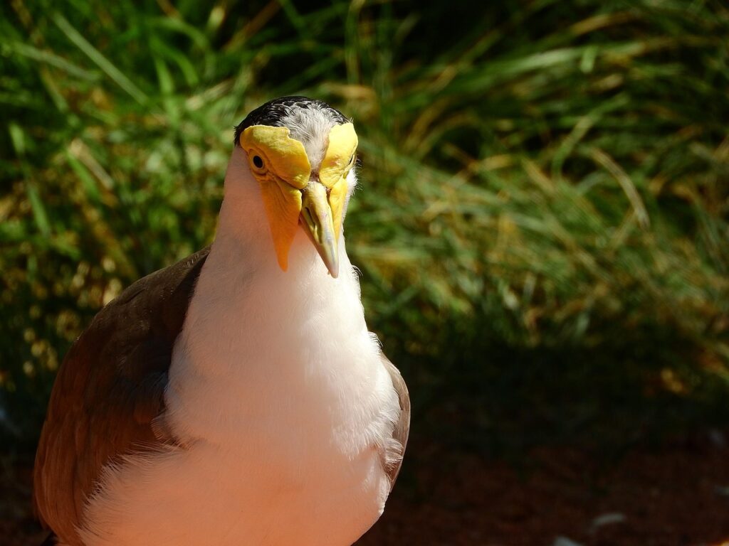 anaマイルが貯まるカードはどれがおすすめですか？