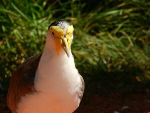 anaマイルが貯まるカードはどれがおすすめですか？