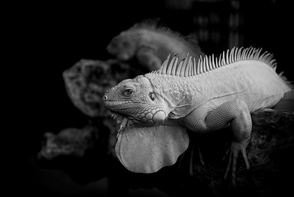 プライオリティパスクレジットカードのメリットとデメリットは？