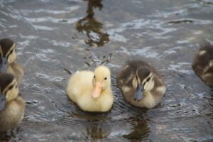 ANAクレジットカードに付帯する海外旅行保険の特徴とは？