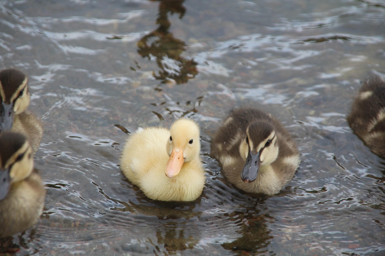 ANAクレジットカードに付帯する海外旅行保険の特徴とは？