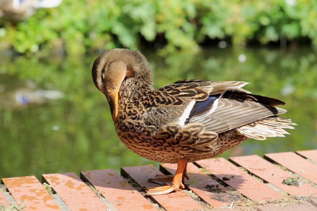 ANAクレジットのおすすめ活用法とは？