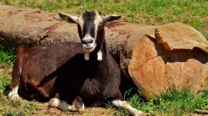 クレカ利用付帯とは何を意味し、どのように活用できるのか？