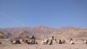 海外旅行で楽天カードを使った保険のメリットは？